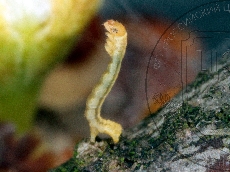 Agriopis marginaria гусеница-I